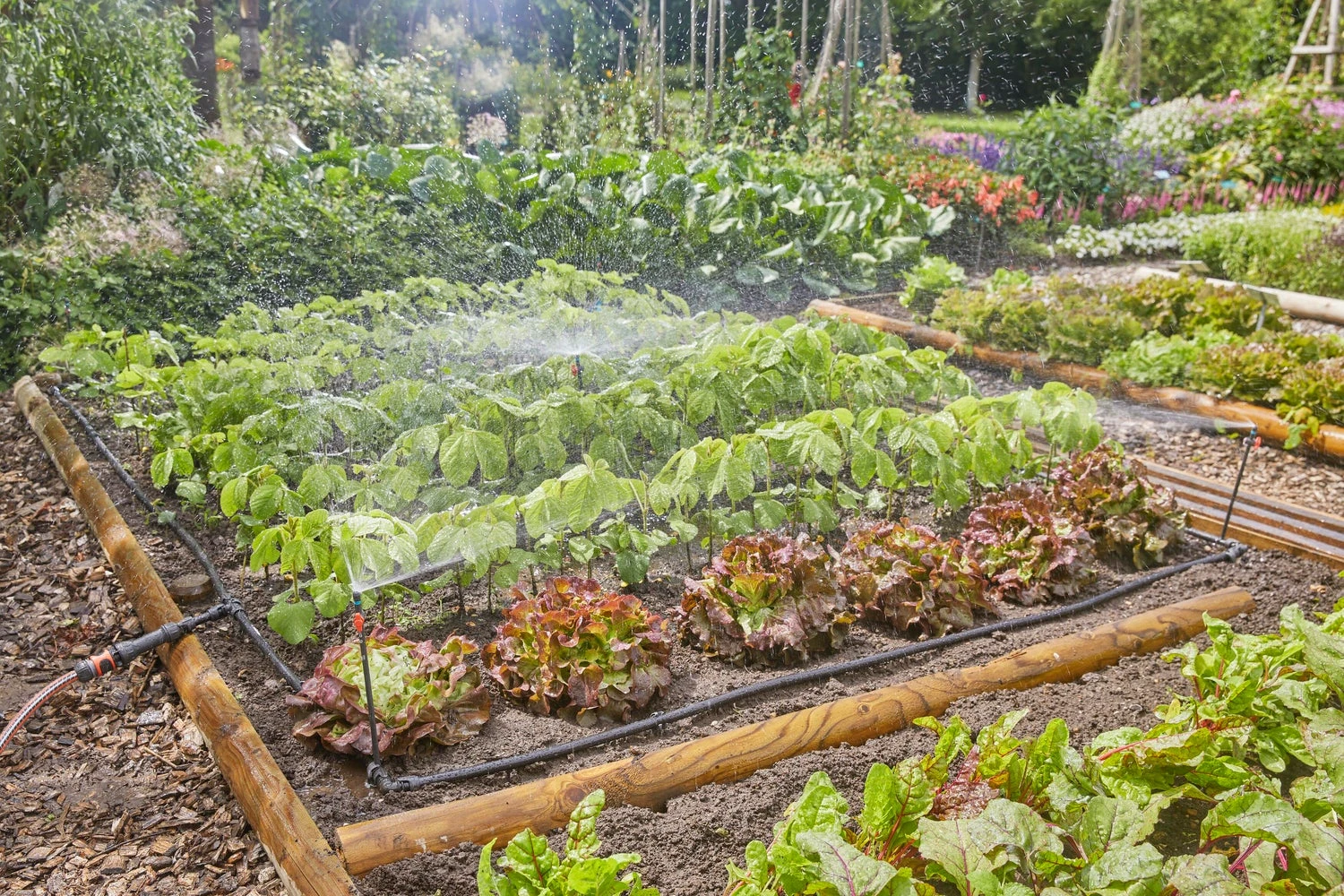 Gardena Micro Drip Systeem Druppelaar Startset Bloembedden En Moestuinen 60 M² 4 Gardena Micro Drip Systeem Druppelaar Startset Bloembedden En Moestuinen 60 M² - Afbeelding 4