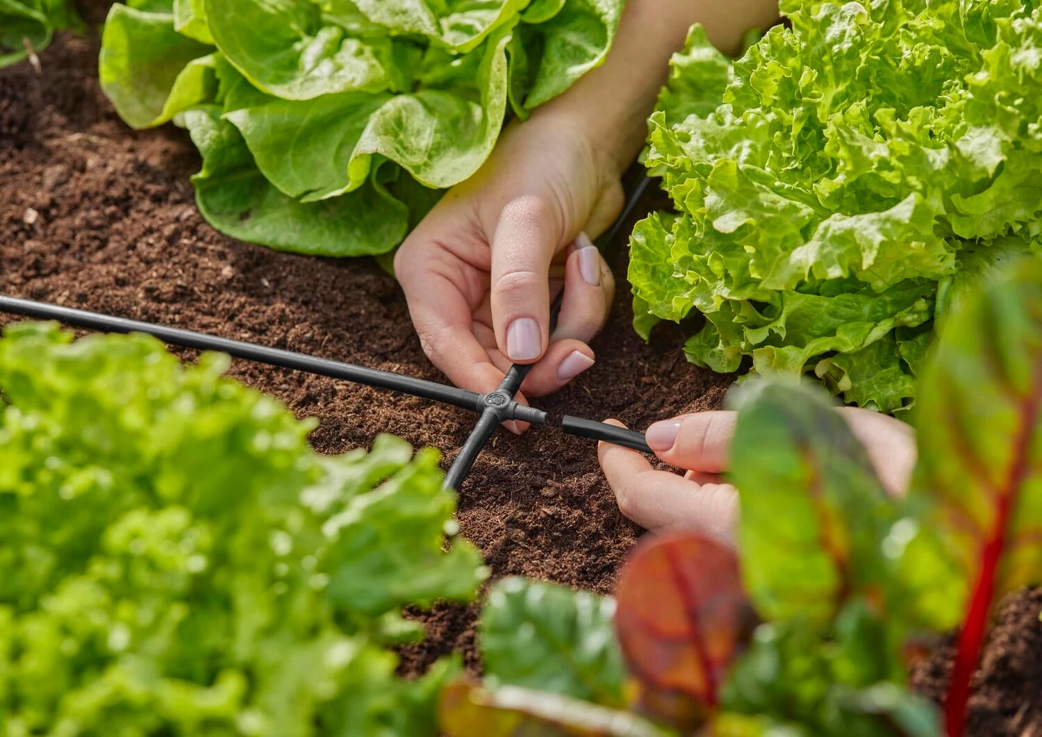 Gardena Micro Drip Systeem Kruisstuk 4,6 Mm (3/16") 4 Gardena Micro Drip Systeem Kruisstuk 4,6 Mm (3/16") - Afbeelding 4