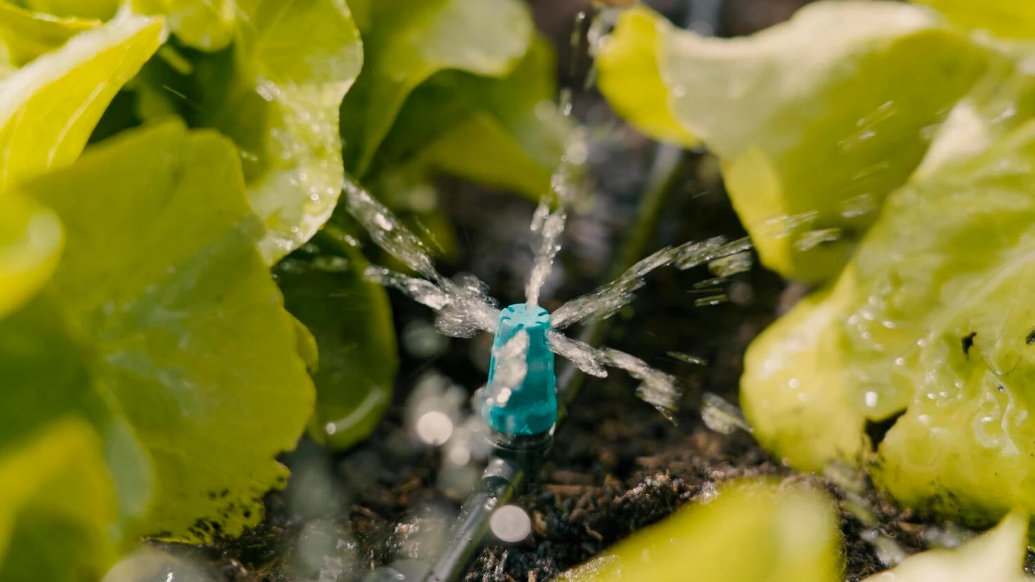 Gardena Micro Drip Systeem T-sproeier Kleine Oppervlakte 5 Gardena Micro Drip Systeem T-sproeier Kleine Oppervlakte - Afbeelding 5