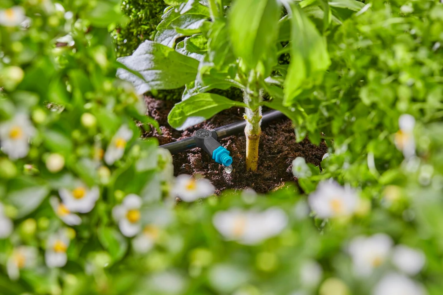 Gardena Micro Drip Systeem Seriedruppelaar 2 L 6 Gardena Micro Drip Systeem Seriedruppelaar 2 L - Afbeelding 6